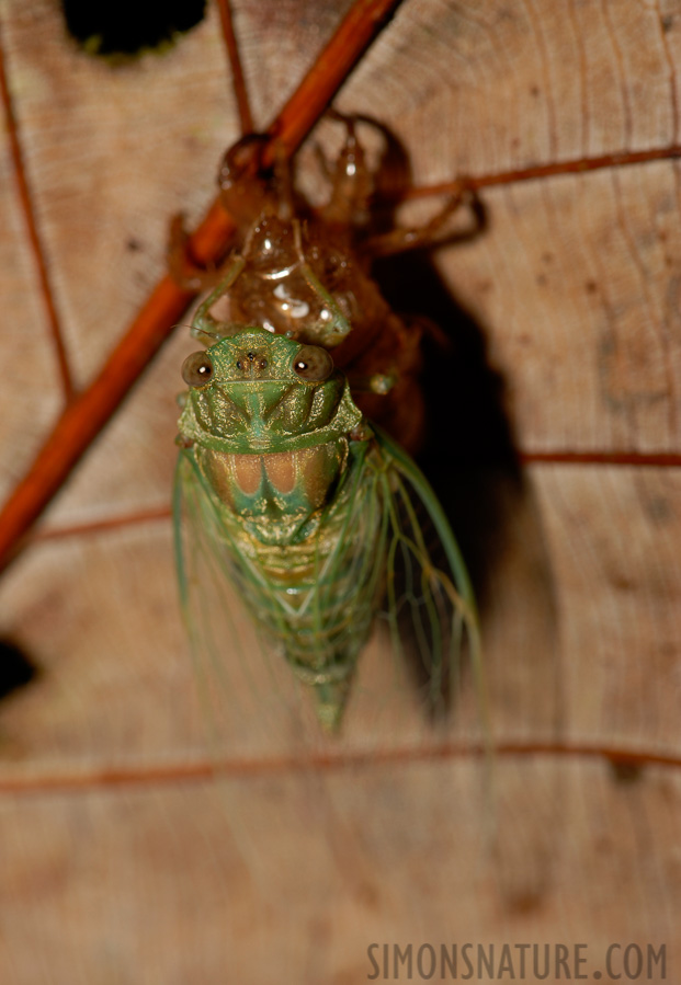 Cicadidae sp [105 mm, 1/60 Sek. bei f / 10, ISO 100]